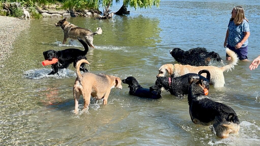 Dogs in water